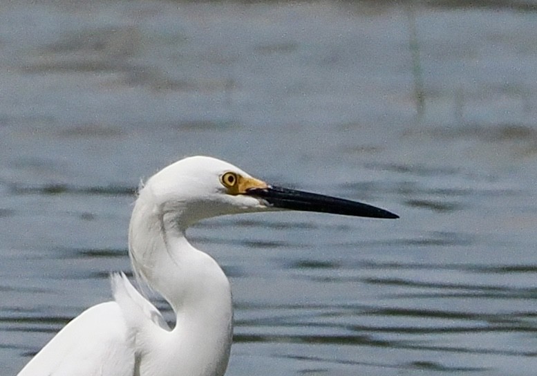 Snowy Egret - ML620386135