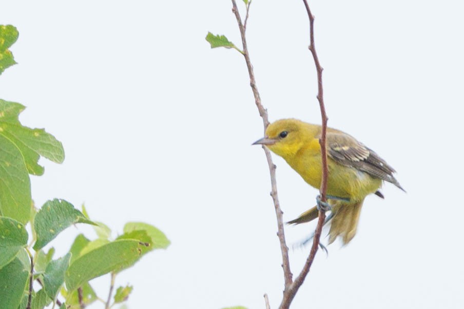 Orchard Oriole - ML620386152
