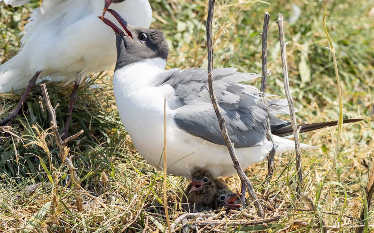 Laughing Gull - Atlee Hargis