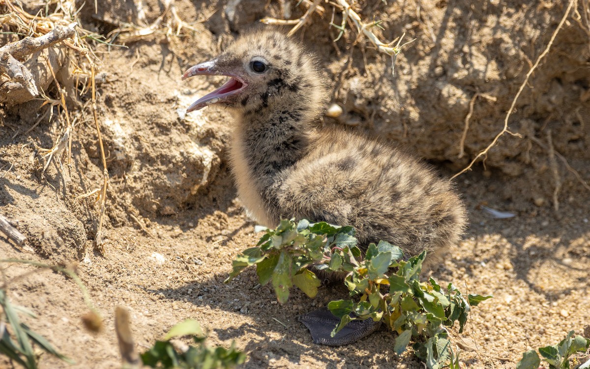 Laughing Gull - Atlee Hargis