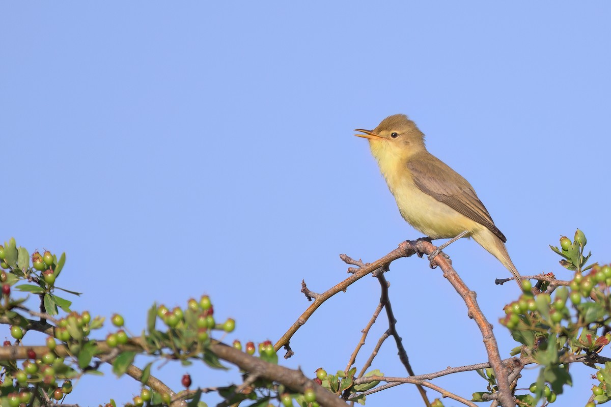 Melodious Warbler - ML620386157