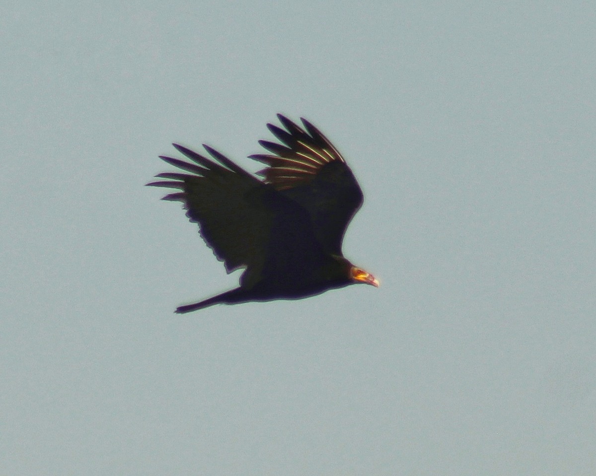 Lesser Yellow-headed Vulture - ML620386158