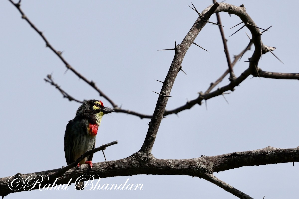 Coppersmith Barbet - ML620386171