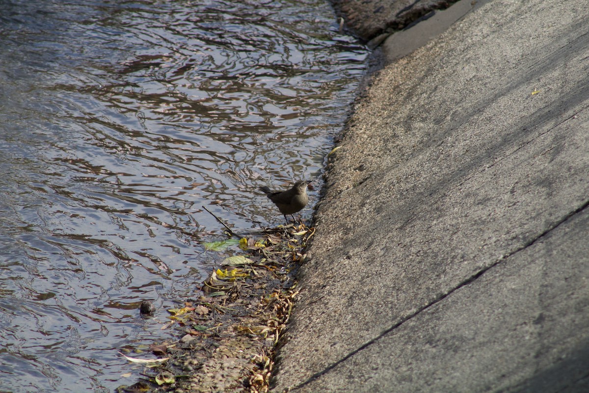 Shiny Cowbird - ML620386180