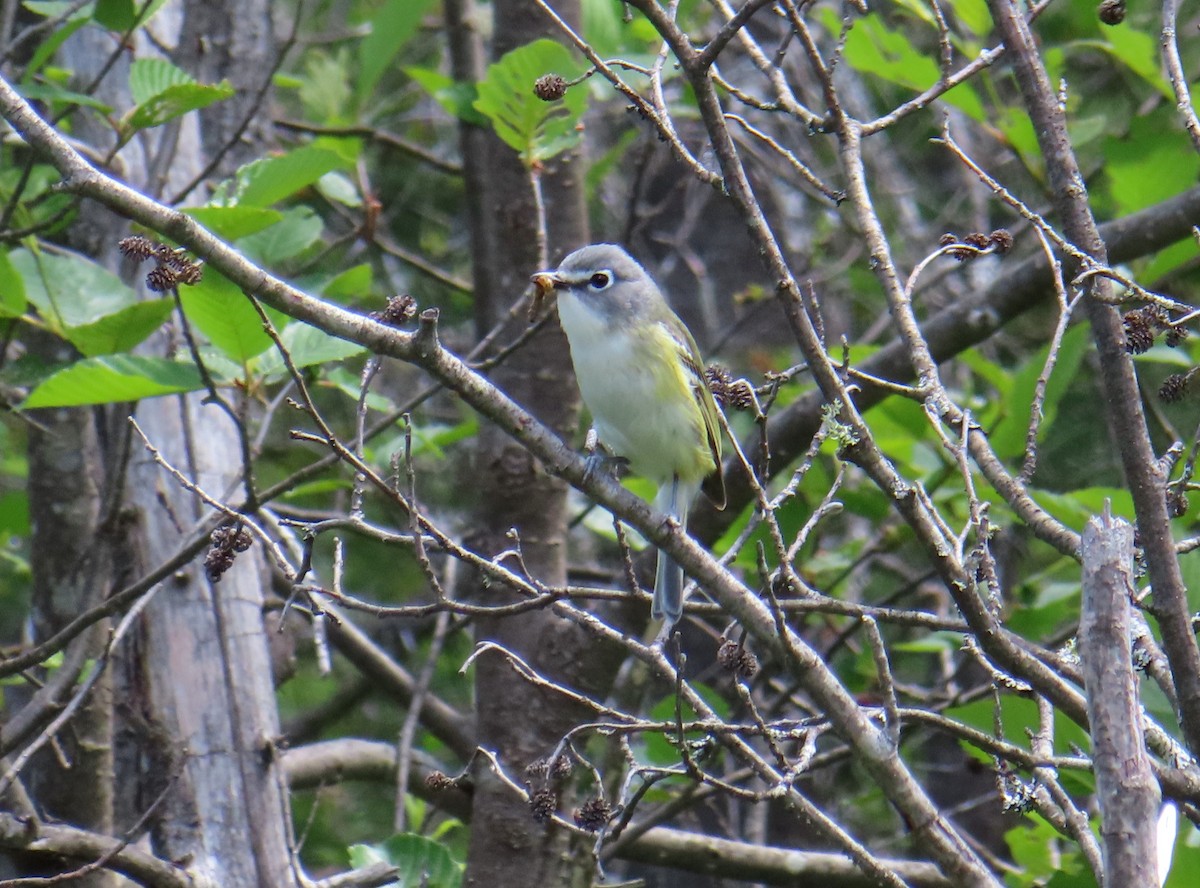 Vireo Solitario - ML620386195