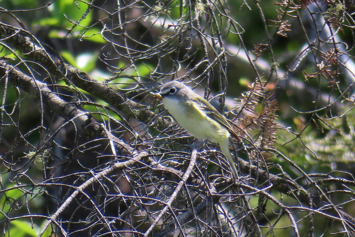 Vireo Solitario - ML620386197