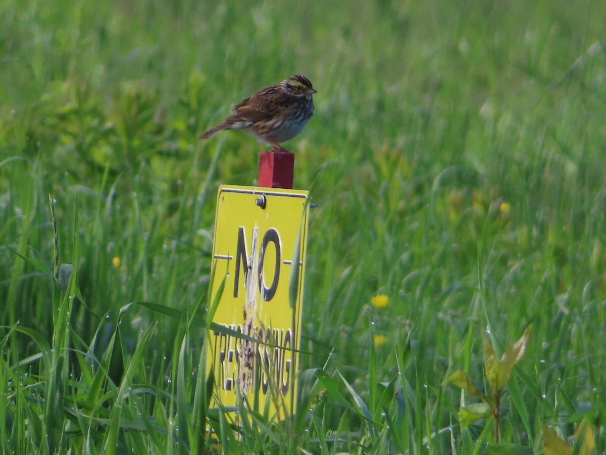 Savannah Sparrow - ML620386200