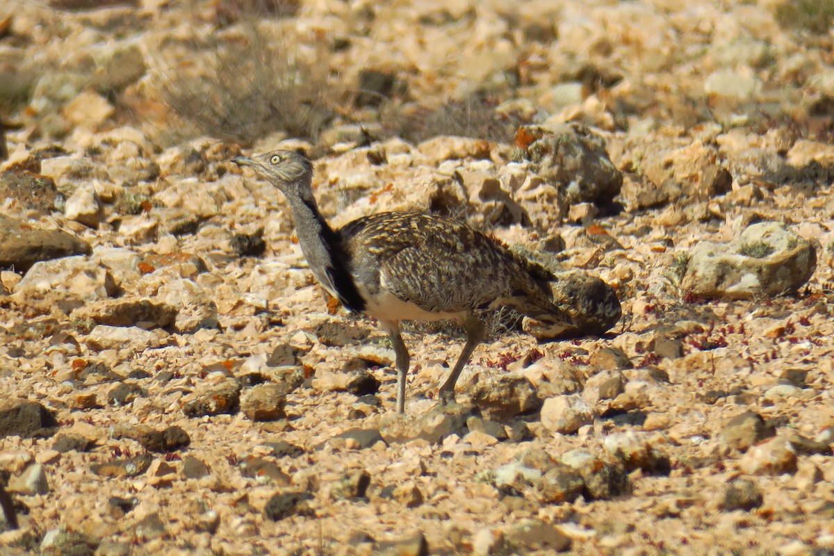 Avutarda Hubara Africana (Islas Canarias) - ML620386202