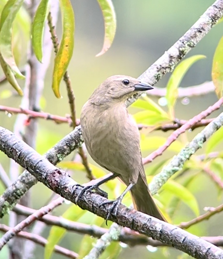 Shiny Cowbird - ML620386203