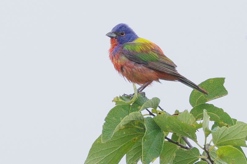 Painted Bunting - ML620386205