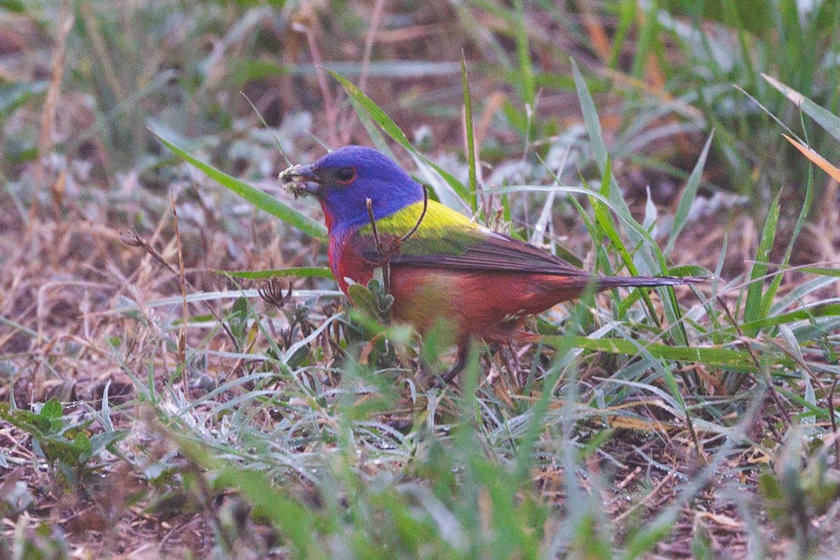 Painted Bunting - ML620386207