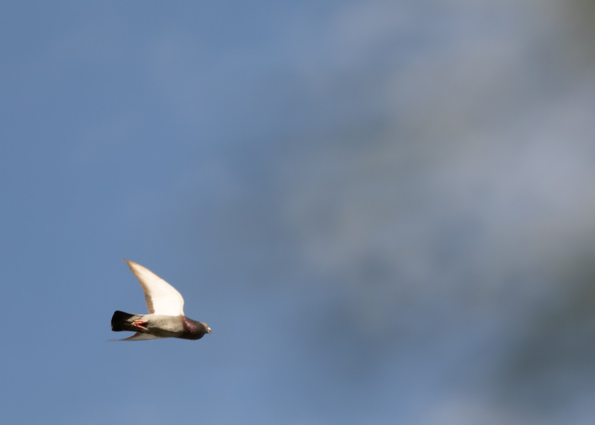 Rock Pigeon (Feral Pigeon) - ML620386214