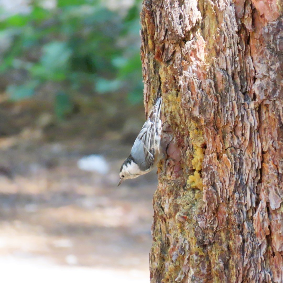 White-breasted Nuthatch - ML620386218