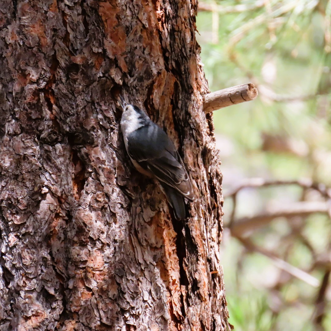 White-breasted Nuthatch - ML620386219