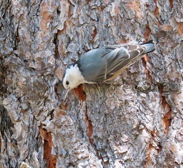 White-breasted Nuthatch - ML620386220
