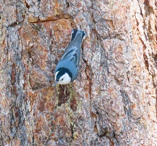 White-breasted Nuthatch - ML620386221
