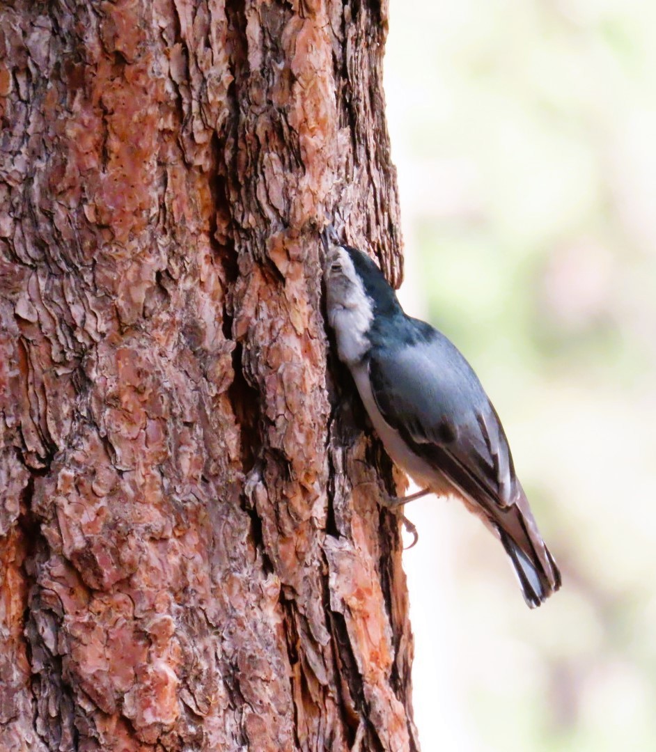 White-breasted Nuthatch - ML620386222