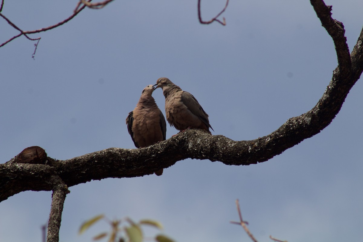 Eared Dove - ML620386227