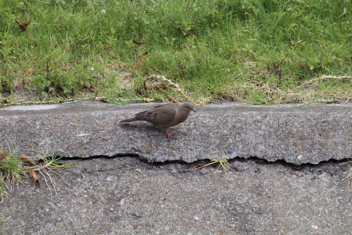 Eared Dove - ML620386234