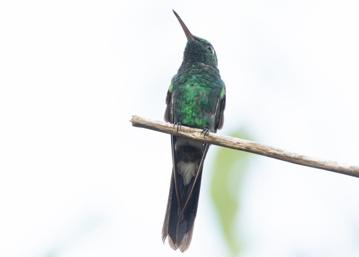 kolibřík kubánský - ML620386239