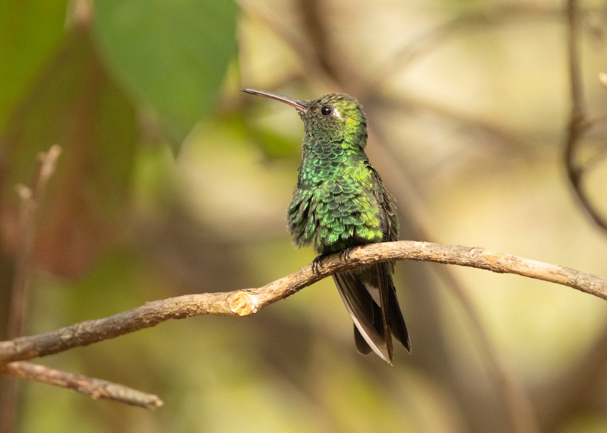 Cuban Emerald - ML620386245