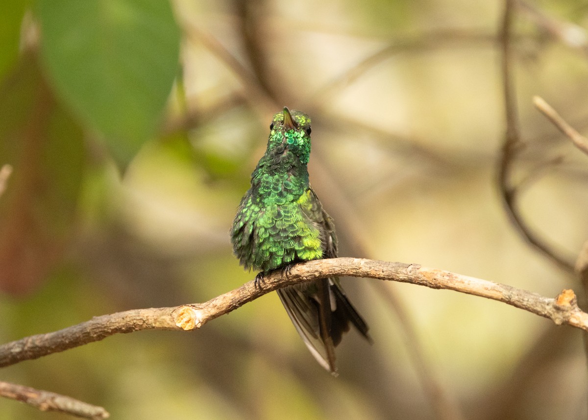 Cuban Emerald - ML620386246