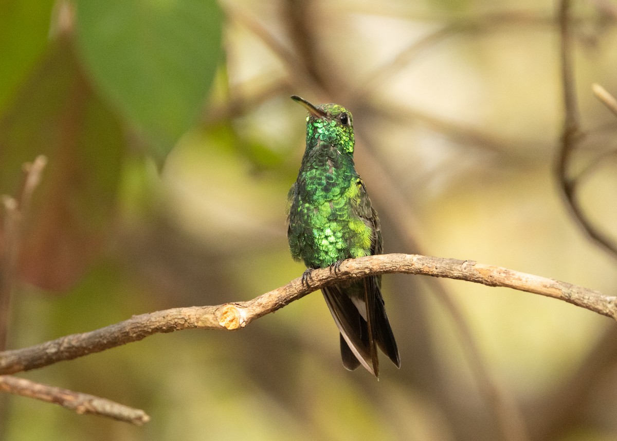 kolibřík kubánský - ML620386248