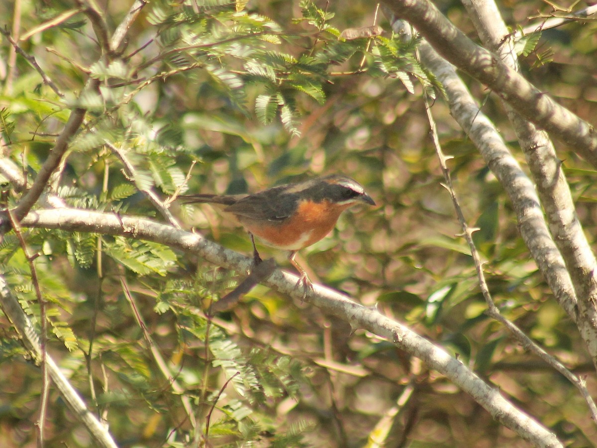 Black-and-rufous Warbling Finch - ML620386268
