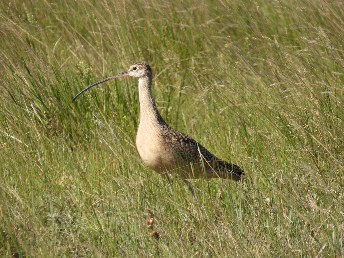 Long-billed Curlew - ML620386269
