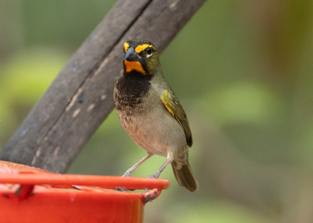 Yellow-faced Grassquit - Silvia Faustino Linhares