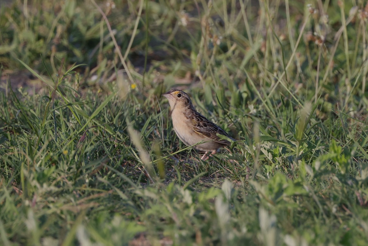 Grasshopper Sparrow - ML620386276