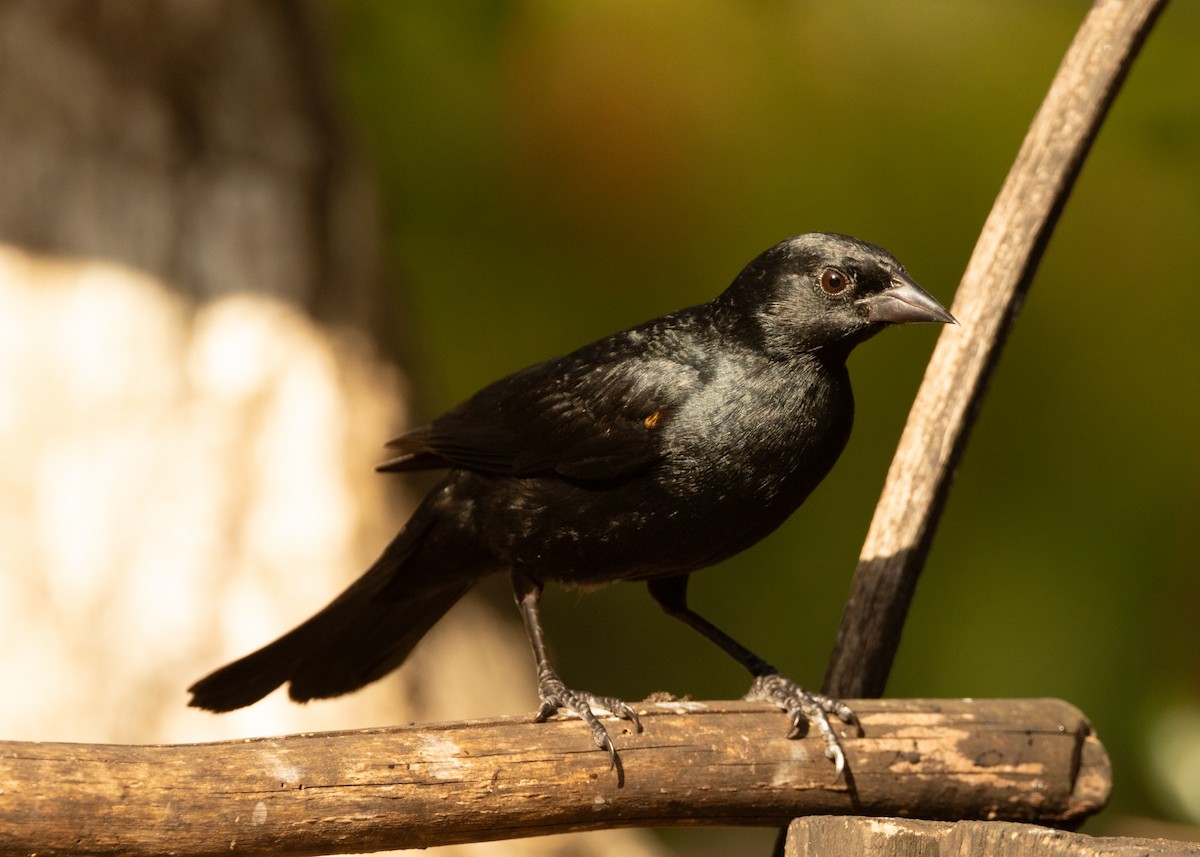 Tawny-shouldered Blackbird - Silvia Faustino Linhares