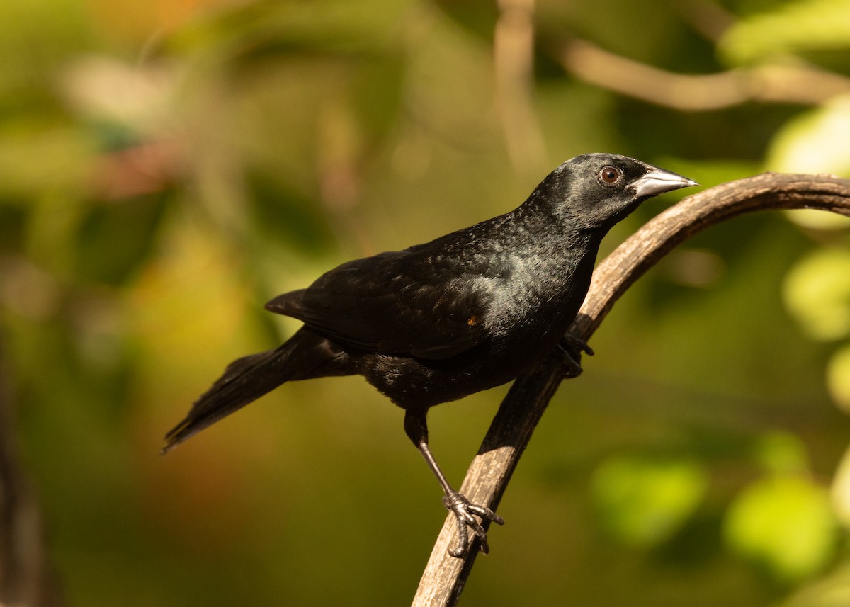 Tawny-shouldered Blackbird - ML620386278