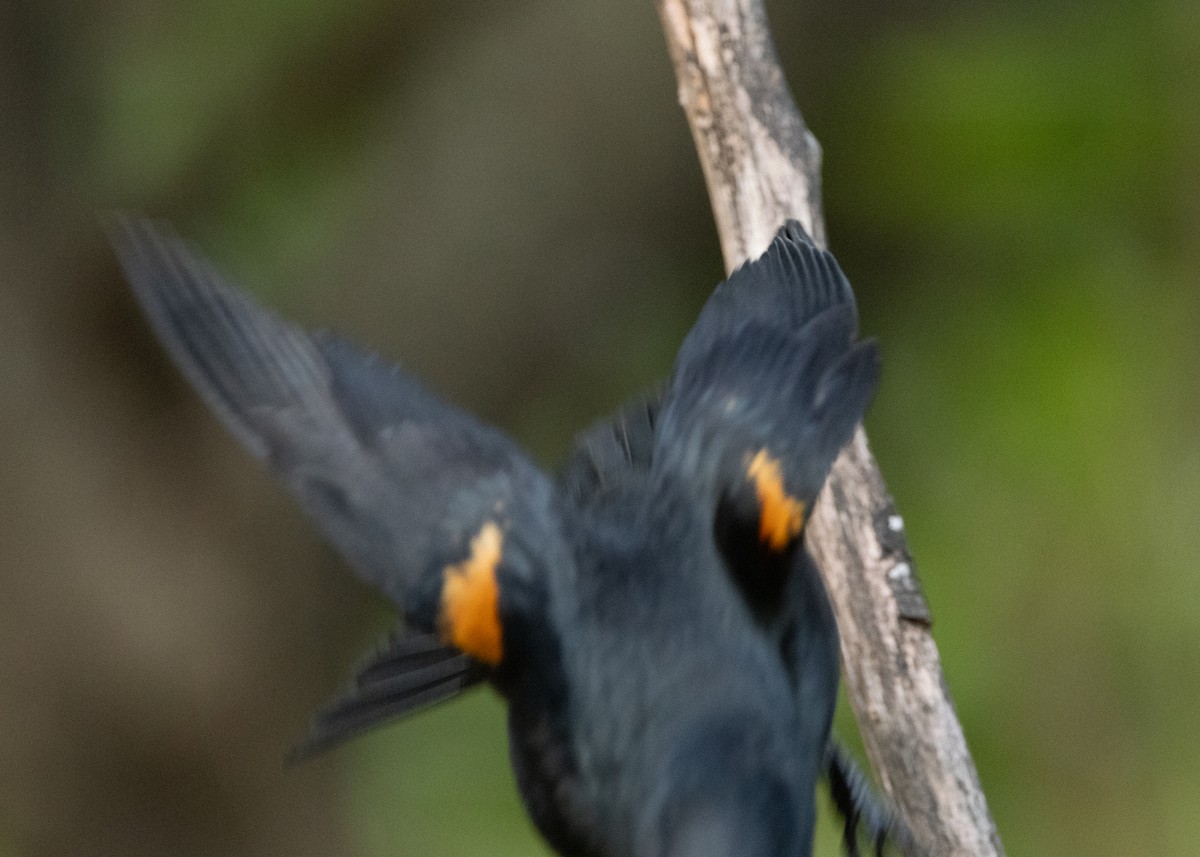 Tawny-shouldered Blackbird - ML620386279