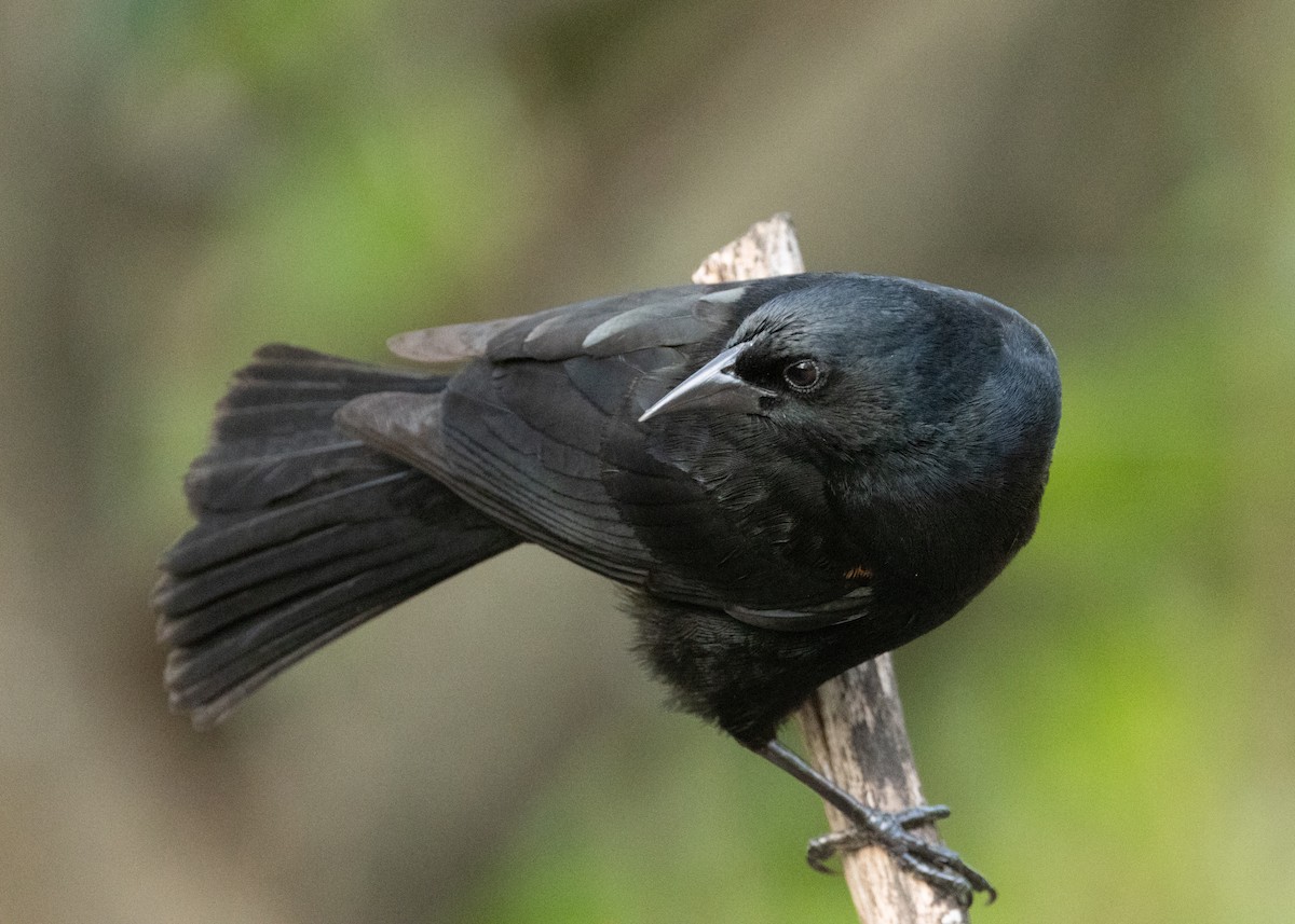 Tawny-shouldered Blackbird - ML620386280