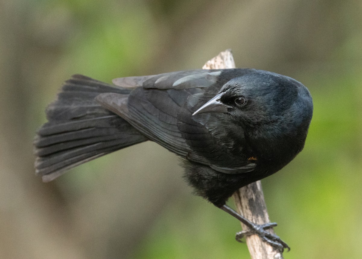 Tawny-shouldered Blackbird - ML620386281