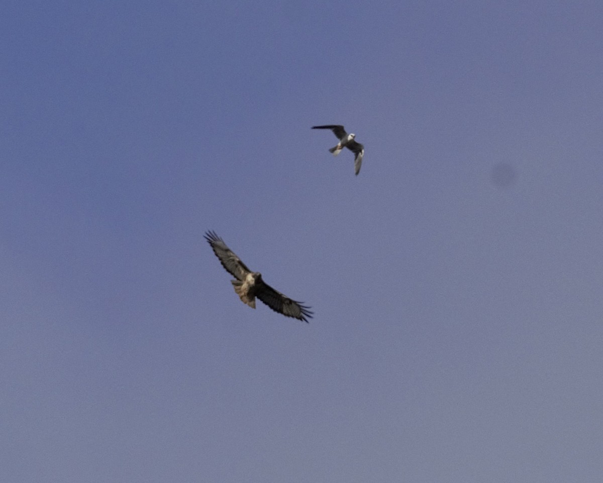 White-tailed Kite - ML620386298