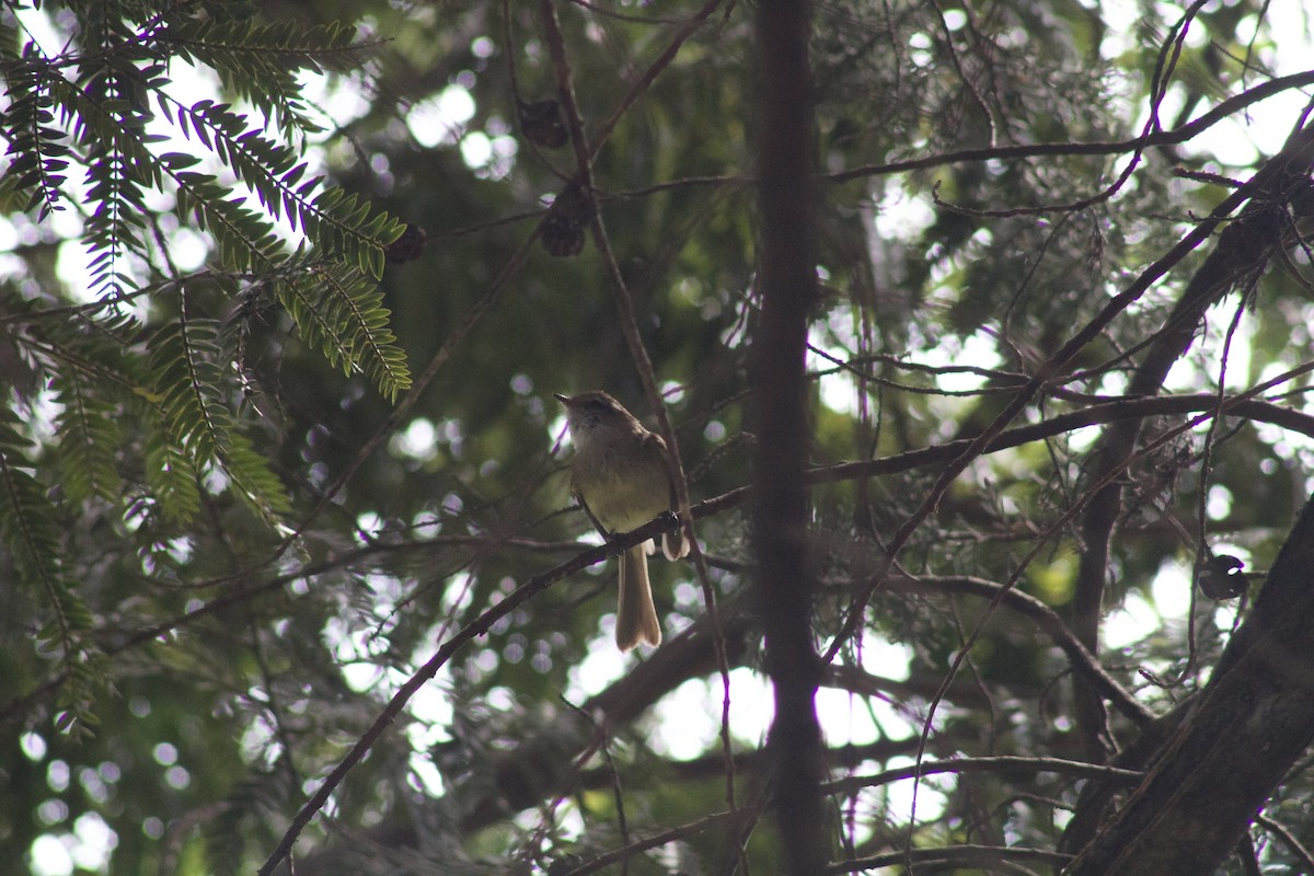 White-throated Tyrannulet - ML620386312