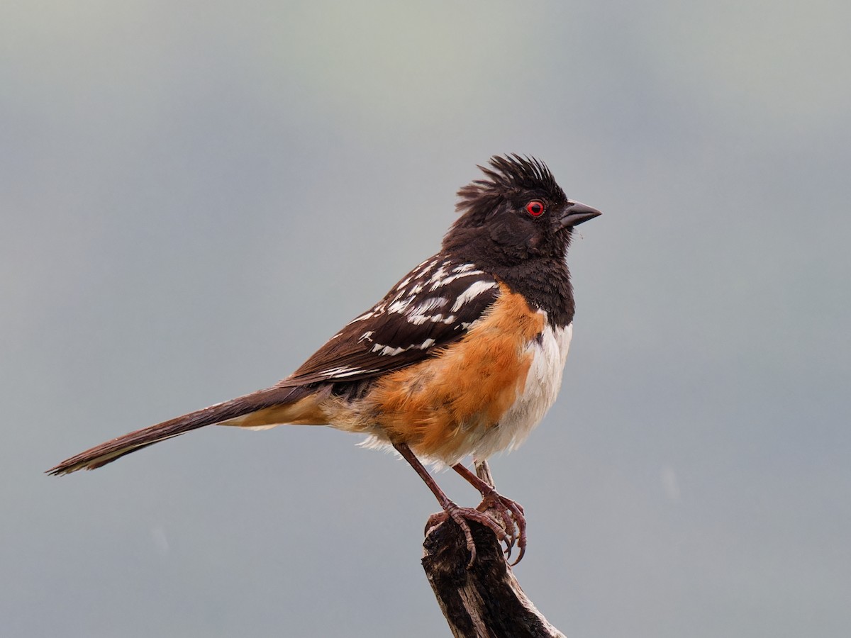 Spotted Towhee - ML620386317