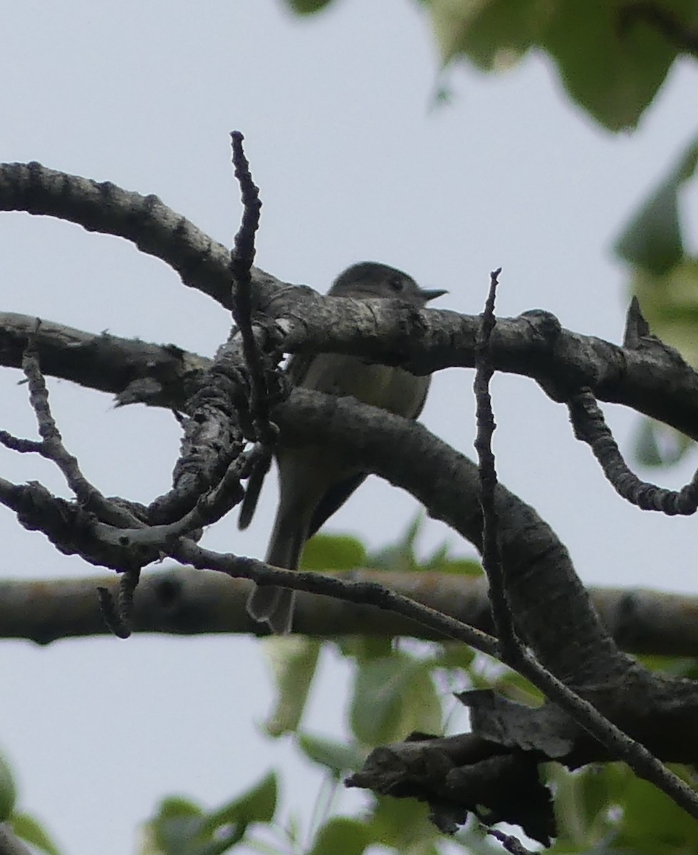 Hammond's Flycatcher - ML620386323