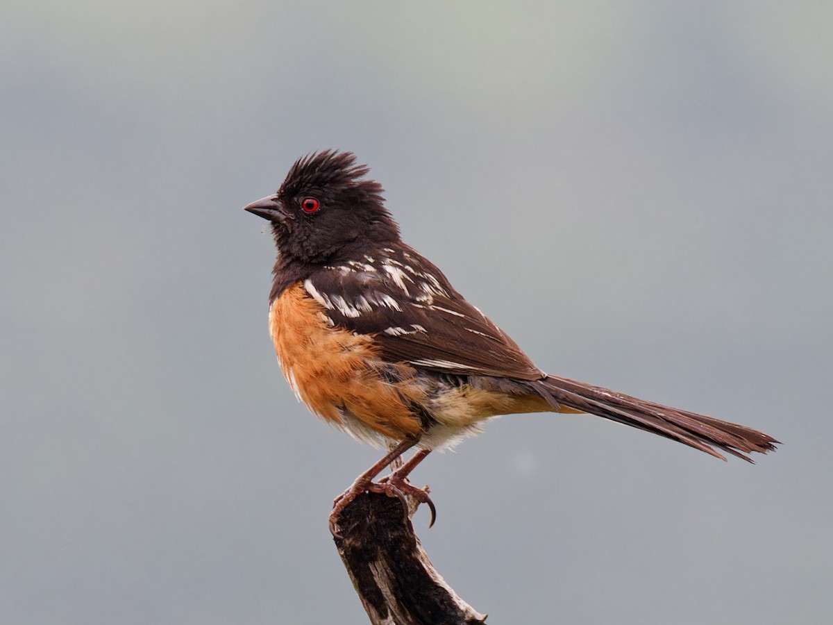 Spotted Towhee - ML620386328