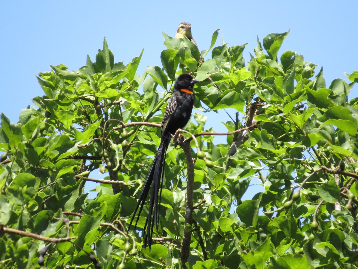 Red-collared Widowbird - ML620386329