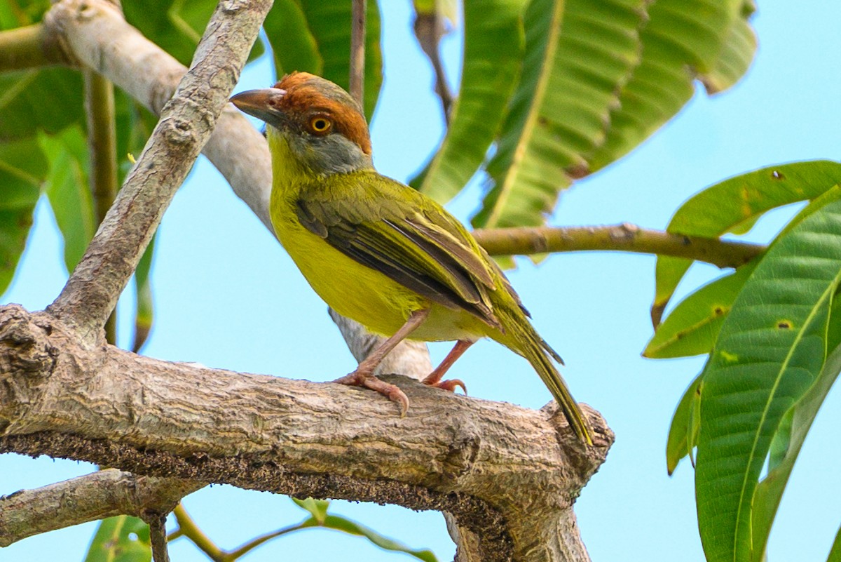 Rufous-browed Peppershrike - ML620386345