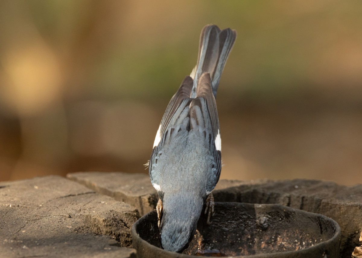 Black-throated Blue Warbler - ML620386346