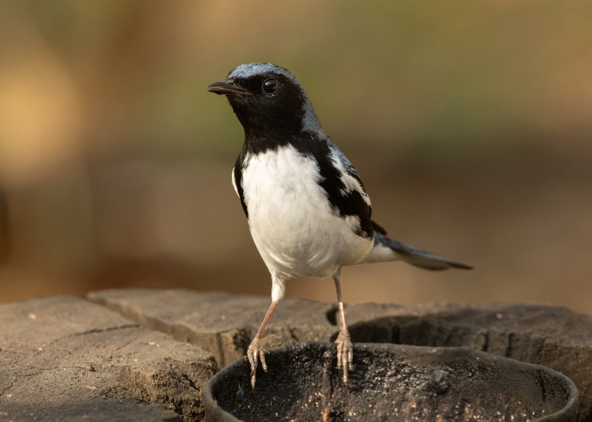 Black-throated Blue Warbler - ML620386350