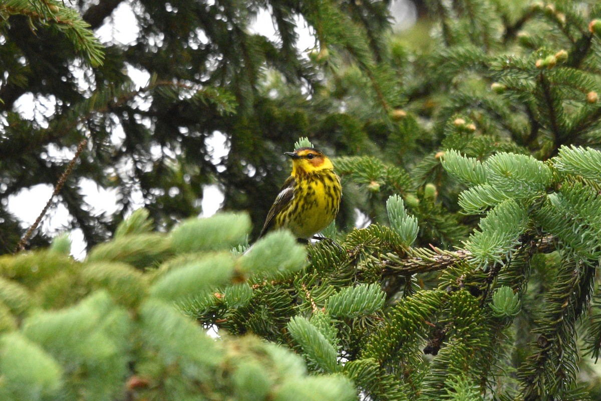 Cape May Warbler - ML620386353