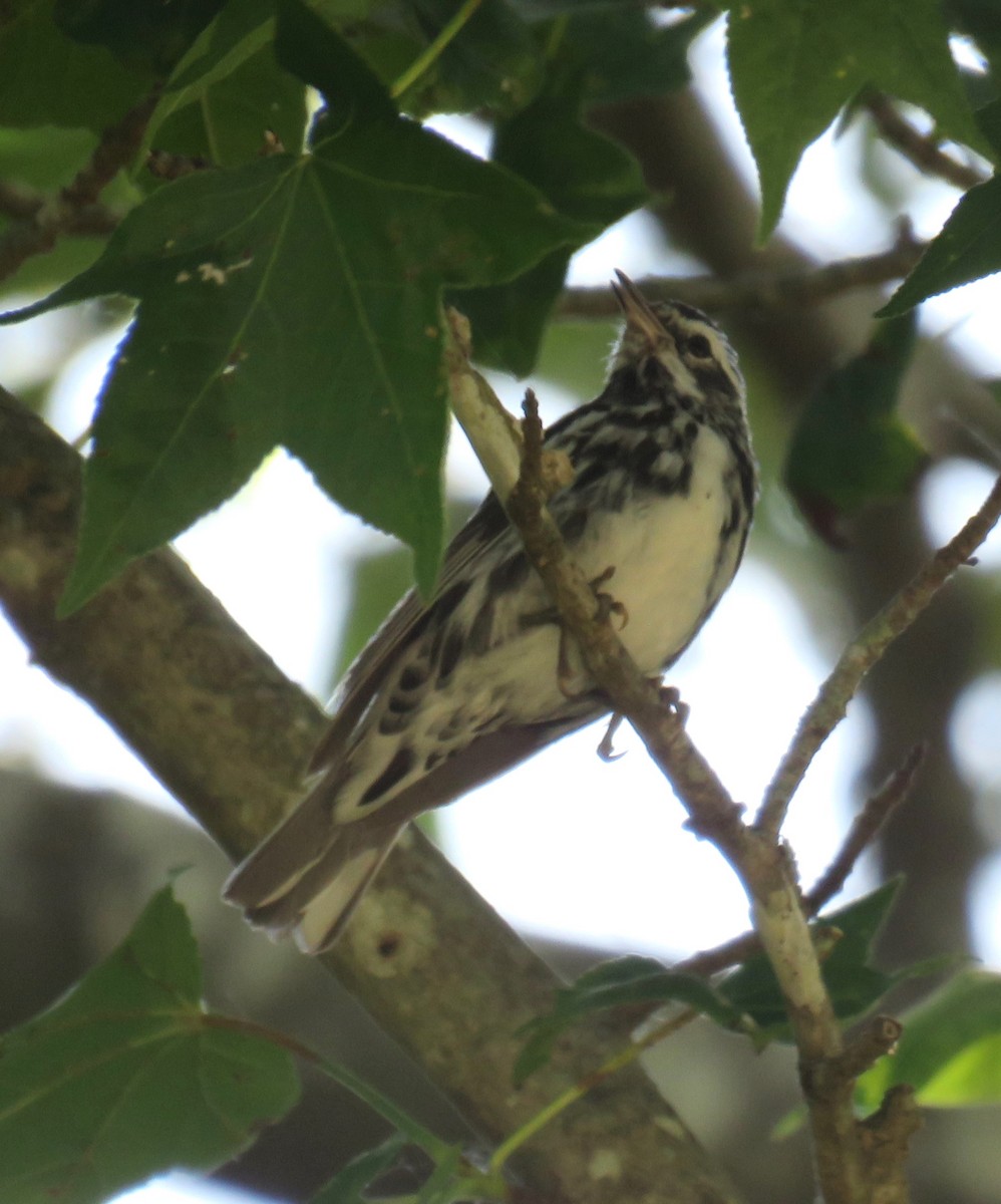 Black-and-white Warbler - ML620386367