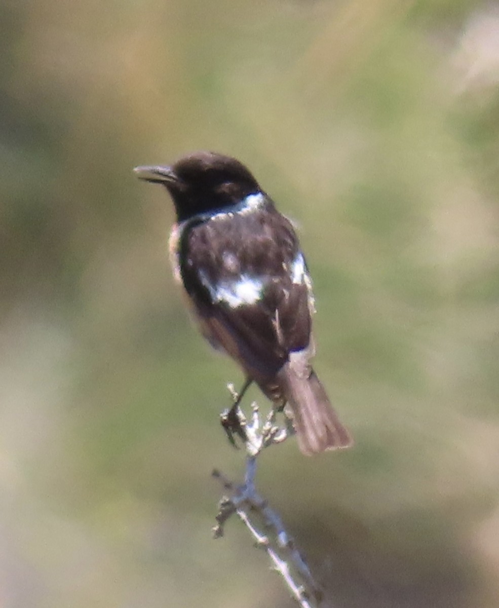 European Stonechat - ML620386370