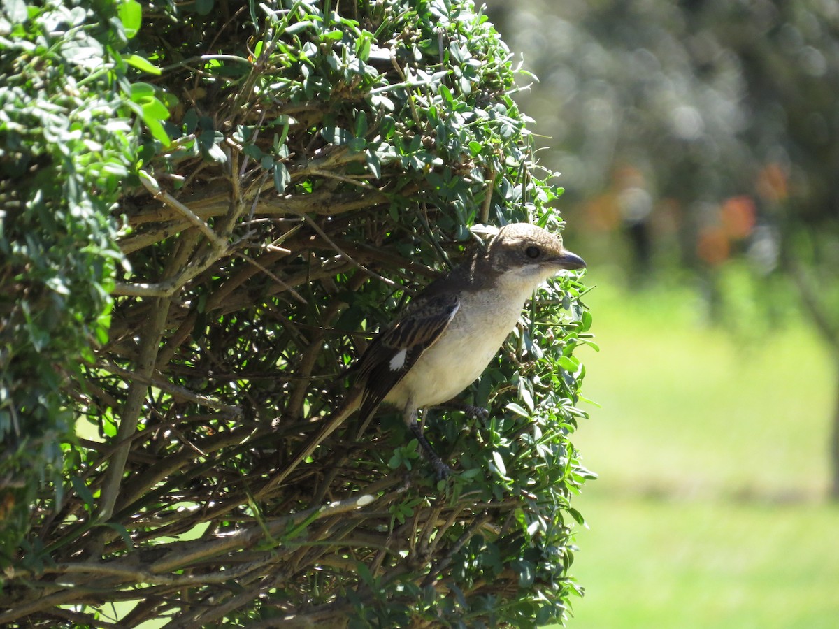 Lesser Gray Shrike - ML620386371