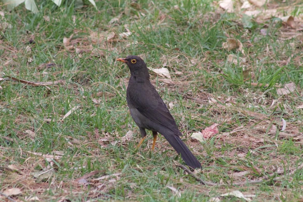 Great Thrush - ML620386382